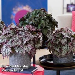 Begonia 'Spacestars Duo' -Eden Yard Zone BEGO MAIAAVIOR S43868
