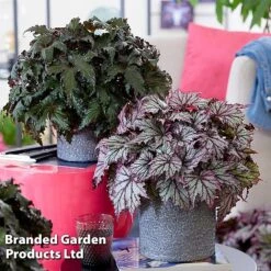 Begonia 'Spacestars Duo' -Eden Yard Zone BEGO MAIAAVIOR S43869