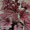 Begonia 'Merry Maker' 2 Begonia 'Merry Maker' -Eden Yard Zone BEGO MERRYMAKE S45587