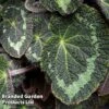 Begonia Sizemoreae -Eden Yard Zone BEGO SIZEMOREA W44010
