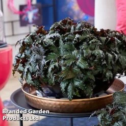 Begonia 'Spacestars Duo' -Eden Yard Zone BEGO SPACEAVIO S43860