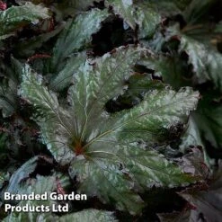 Begonia 'Spacestars Duo' -Eden Yard Zone BEGO SPACEAVIO S43862