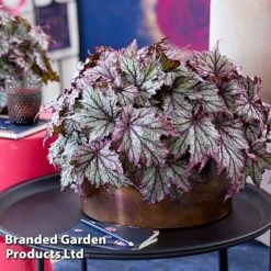 Begonia 'Spacestars Duo' -Eden Yard Zone BEGO SPACEMAIA S43855
