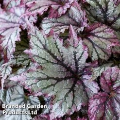 Begonia 'Spacestars Duo' -Eden Yard Zone BEGO SPACEMAIA S43857