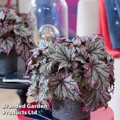 Begonia 'Spacestars Duo' -Eden Yard Zone BEGO SPACEMAIA S43859