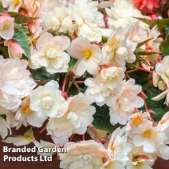 Begonia 'Sweet Spice Appleblossom' -Eden Yard Zone BEGO SWEETSPAP S17989