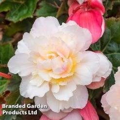 Begonia 'Sweet Spice Appleblossom' -Eden Yard Zone BEGO SWEETSPAP S17991