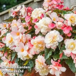 Begonia 'Sweet Spice Appleblossom' -Eden Yard Zone BEGO SWEETSPAP S17992