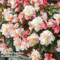 Begonia 'Sweet Spice Appleblossom' -Eden Yard Zone BEGO SWEETSPAP S17993