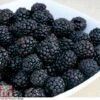 Blackberry 'Reuben' -Eden Yard Zone BLAC CWW4677 A h