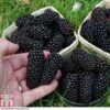 Blackberry 'Black Butte' -Eden Yard Zone BLAC T80258 A