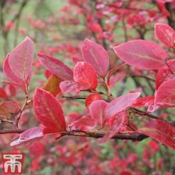 Blueberry 'Full Season Collection' -Eden Yard Zone BLUE AUTUMNFOL B4