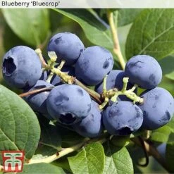 Blueberry Collection -Eden Yard Zone BLUE BLUECROP