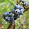 Blueberry 'Earliblue' -Eden Yard Zone BLUE CWW3178 A