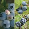 Blueberry 'Full Season Collection' -Eden Yard Zone BLUE CWW3308 A