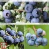 Blueberry Collection -Eden Yard Zone BLUE KA9387 COLL