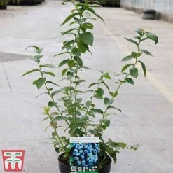 Blueberry 'Spartan' -Eden Yard Zone BLUE TKA3660 A