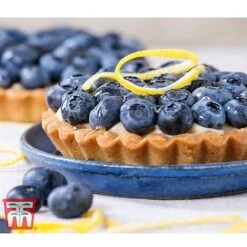 Blueberry 'Spartan' -Eden Yard Zone BLUE TKA3660 CC