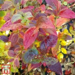 Blueberry 'Spartan' -Eden Yard Zone BLUE TKA3660 DD