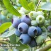 Blueberry 'Patriot' (Organic) -Eden Yard Zone BLUE PATRIOT KC9548