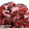 Begonia 'Red Robin' -Eden Yard Zone Begonia Red Robin branded