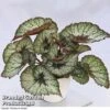Begonia 'Rocheart' -Eden Yard Zone Begonia Rocheart
