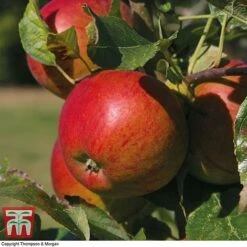 Britains Favourite Apple Tree Collection -Eden Yard Zone Braeburn