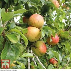 Britains Favourite Apple Tree Collection -Eden Yard Zone Bramleys Seedling