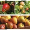 Britains Favourite Apple Tree Collection 2 Britains Favourite Apple Tree Collection -Eden Yard Zone Brit Fav Apple Tree Coll