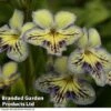 Streptocarpus 'Seren' -Eden Yard Zone CALM KC8837 NOW3