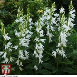 Campanula Lactiflora 'Loddon Anna' -Eden Yard Zone CAMP LATI2
