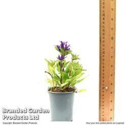 Campanula Glomerata 'Blue Crown' 13 Campanula Glomerata 'Blue Crown' -Eden Yard Zone CAMP BLUECR9CM T49370