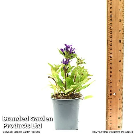 Campanula Glomerata 'Blue Crown' 8 Campanula Glomerata 'Blue Crown' - Image 6