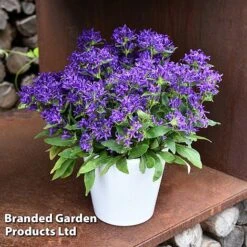 Campanula Glomerata 'Blue Crown' 9 Campanula Glomerata 'Blue Crown' -Eden Yard Zone CAMP BLUECROWN S34313