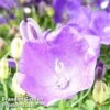 Campanula Carpatica 'Pearl Dark Blue' -Eden Yard Zone CAMP PEARLDRKB1