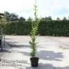 Carpinus Betulus 'Fastigiata' -Eden Yard Zone CARP FASTIGIAT S45262