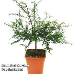 Lime 'Caviar Lime' -Eden Yard Zone CAVIARLIME KC5364 A1