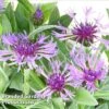 Centaurea Montana Amethyst Dream -Eden Yard Zone CENT KA4915 A