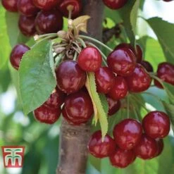 Cherry 'Stella' 9 Cherry 'Stella' -Eden Yard Zone CHER CWW3244 A1