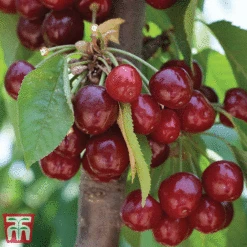 Favourite Fruit Tree Collection -Eden Yard Zone CHER KA7999 D