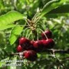 Cherry 'Sylvia' (Mini Fruit Tree) -Eden Yard Zone CHER T10442 A1