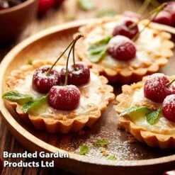 Cherry 'Sylvia' (Mini Fruit Tree) 14 Cherry 'Sylvia' (Mini Fruit Tree) -Eden Yard Zone CHER T10442 F