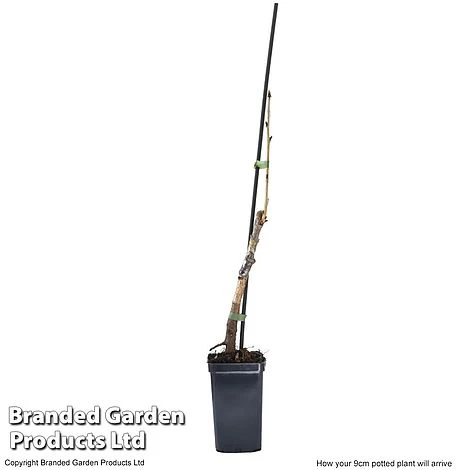 Cherry 'Sylvia' (Mini Fruit Tree) 9 Cherry 'Sylvia' (Mini Fruit Tree) - Image 7