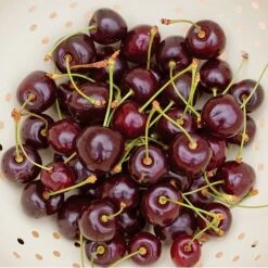 Cherry 'Hartland' (patio) -Eden Yard Zone CHER T46917 B h