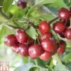 Cherry 'Celeste' -Eden Yard Zone CHER TKA1761 A