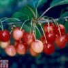 Cherry 'Merton Glory' -Eden Yard Zone CHER TKA1765 A