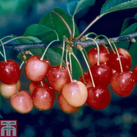 Cherry 'Merton Glory' 3 Cherry 'Merton Glory'