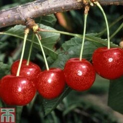 Cherry 'Morello' -Eden Yard Zone CHER TKA1769 A