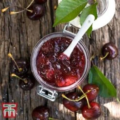 Cherry 'Morello' -Eden Yard Zone CHER TKA1769 DD