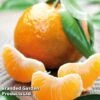 Mandarin Citrus Plant -Eden Yard Zone CITRUSMANDARIN KC5370 A